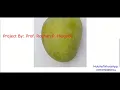 Mango Fruit Disease Detection Using Image Processing With Source Code Python Project Code
