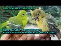 Download Lagu Suara pikat sirtu anti zonk. Sirtu takut/kejepit.