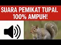 Download Lagu 🎶 Suara Pemikat Tupai – 100% Ampuh \u0026 Terbukti Berkesan!