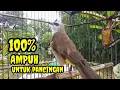 Lagu Suara burung trucukan gacor memanggil Lawan pancingan trucuk betina memanggil jantan agar nyaut