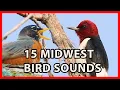 Download Lagu 15 Suara Burung Midwest