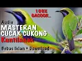 Download Lagu Masteran Cucak Cungkok Gacor Kuntilanak - Masteran Burung
