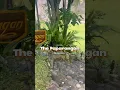 Download Lagu tempat piknik \u0026 main air di ngarai sianok | 🏠 The Paparangan #fyp #bukittinggi #cafe #ngaraisianok