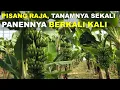 Download Lagu Analisa Usaha Budidaya Pisang Raja