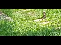 SUARA BURUNG TAIWAN