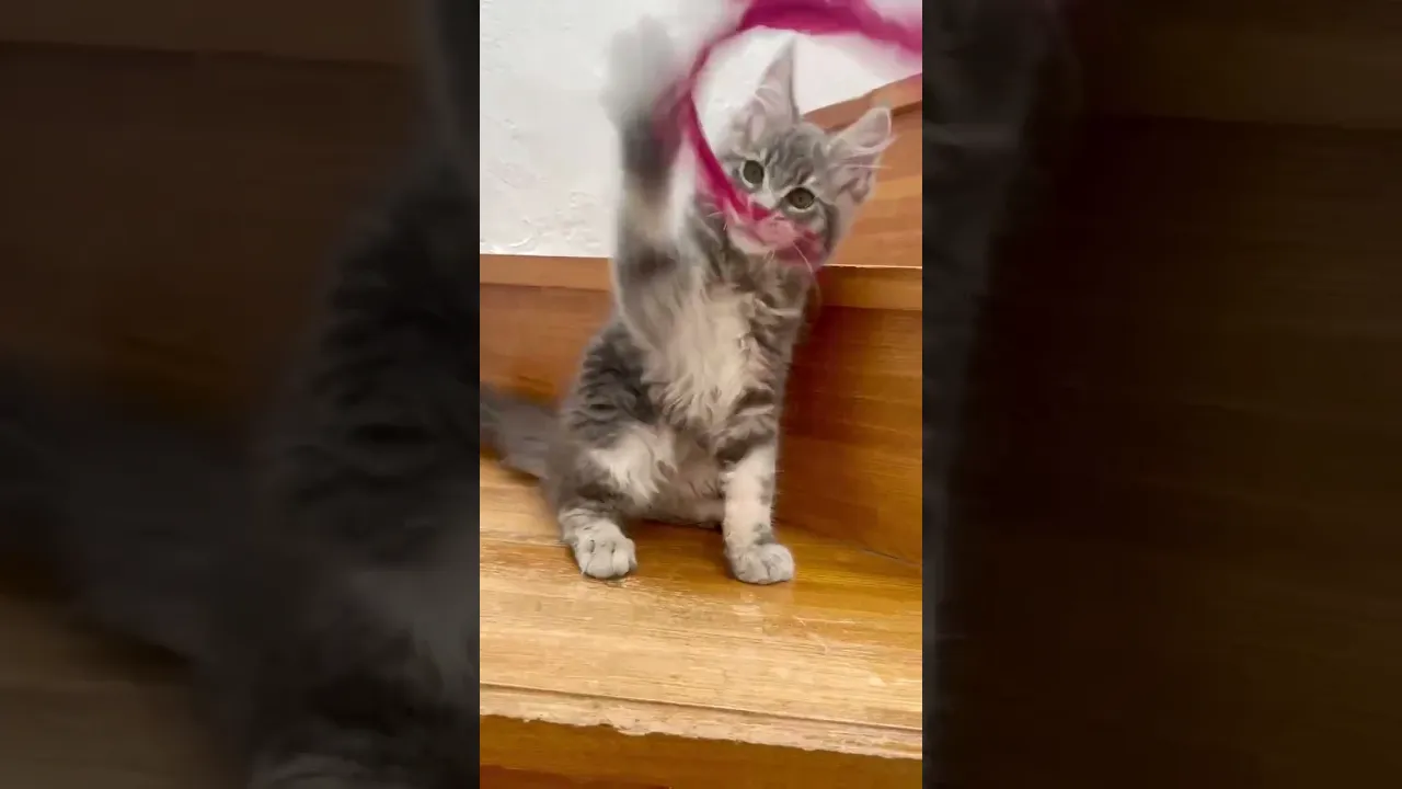 動画