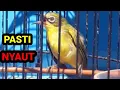 Download Lagu dalam hitungan menit pleci di Rumah bakal langsung emosi jadi gacor bongkar isian