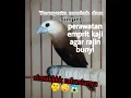 Lagu Perawatan emprit kaji agar rajin bunyi