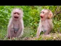 Heartbreaking Baby monkey alone looking for mother hungry and scared