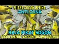Download Lagu PIKAT SOGON AMPUH - SUARA PIKAT SOGON BETINA MEMANGGIL KAWANAN ANTI ZONK
