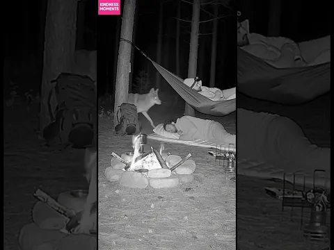Kindness in the Wild 🌲 Unexpected Camp Visitor! #kindness #wildlife #shorts