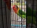 Download Lagu suara burung lovebird muka merah@D.Hewan. #kicauan#burung#lovebird#duniahewan#burungcantik#shots