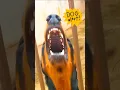 Lagu Cachorro latindo [DOBERMAN] ANGRY DOGS BARKING SOUND EFFECTS #dogs
