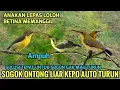 Download Lagu Suara pikat buat sogon liar yang gak mau turun#pikatburung (pemanggil sogon)