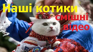 Наші котики найкумедніші смішні відео з українськими котами 