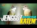 Download Lagu CUCAK JENGGOT VS KAPAS TEMBAK SUPER GACOR SUPER PEDES