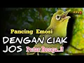 Download Lagu CIAK CIAK JOSS KECIAL KUNING AMPUH||PANCINGAN KECIAL MALAS BUNYI||