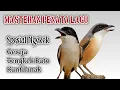 Download Lagu Masteran Cendet 1 Jam Spesial NGEKEK