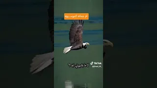 ستوريات حسينيه حالات واتس قصيره انا الزين والزين بي غيره لايك ترند اكسبلور تيك توك مليون مشاهده  ستوريات حسينيه حالات واتس قصيره انا الزين والزين بي غيره لايك ترند اكسبلور تيك توك مليون مشاهده