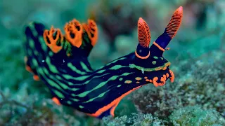 Nembrotha kubaryana — This Sea Slug Looks Painted