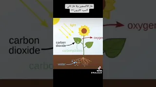 تنفس النبات غاز الأكسجين أم غاز ثاني أكسيد الكربون 