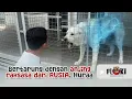 Download Lagu ADU MENTAL DENGAN ANJING RAKSASA DARI RUSIA 🇷🇺 HURAAAA…