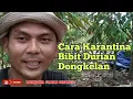 Lagu Cara Karantina Bibit Durian Dongkelan