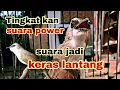 Download Lagu cara menambah volume burung trucukan ,, suara power keras lantang dan mengkristal.