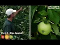 Life of an Apple Part 4 - The FINALE DAFT