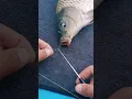 Download Lagu How to easily remove a fish hook 🪝