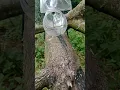 Survival Skills: bird trap using plastic bottle #trap #survival #bushcraft