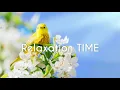 Download Lagu Relaxing music treats diseases of the heart and blood vessels🌿Gentle music, calms the nervous system