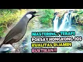 Lagu MASTERAN POKSAY HONGKONG - SUARA BURUNG POKSAY HONGKONG GACOR MANTAP