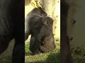 Download Lagu 227#ゴリラ | D'jeeco Family 🦍 #shorts 【#金剛猩猩】 #2023Taipei Zoo 台北動物園