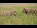 Download Lagu Marsh Pride lioness and young male, Masai Mara, Kenya