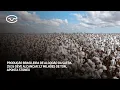 Download Lagu Produção brasileira de algodão da safra 25/26 deve alcançar 3,7 milhões de toneladas, aponta Stonex