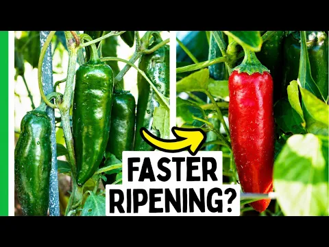 Why Some Peppers NEVER Turn Red