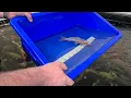 Elite Koi Spring Photo Show Information Tips how to Photograph Koi