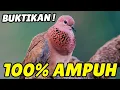 Download Lagu Masteran Burung Tekukur Terbaru 2025 | Dijamin Tekukur Apapun Cepat Gacor!