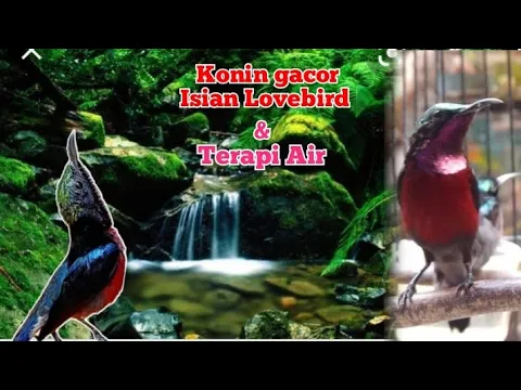 Download MP3 Terapi Air konin isian Lovebird