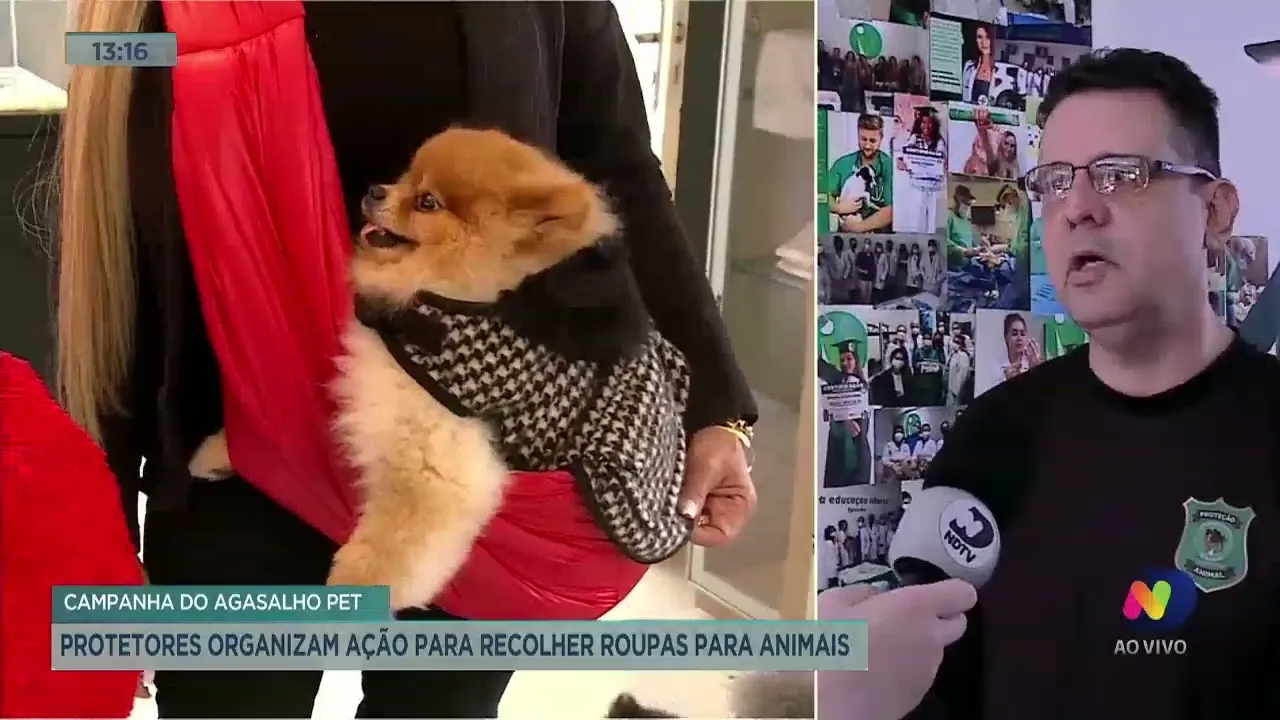 Protetores organizam ação para recolher roupas para animais