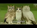 Lagu meowl [am a new soul]