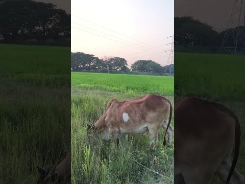 #fyp #song #folkmusic #folk #entertainment #automobile #penchulapadubulls #bullfarm #cow #farming