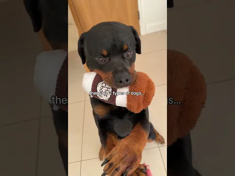 just wait for it 😂 @nalatheneedyrottie #rottweiler #funnydog #dogtoy