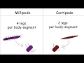 What s the difference between millipedes and centipedes