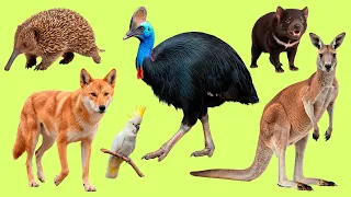 Learn English Vocabulary with 25 Australian Animals | Listen and Repeat