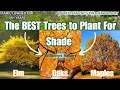 The Best Fastest Growing Trees to Plant for Shade