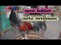 Download Lagu Ayam Bekisar Suara Merdu Masih Muda Jinak\u0026Gacor