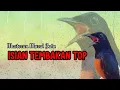 Download Lagu masteran murai batu gacor full isian tembakan KASAR buat murai batu agar bunyi jadi jawara