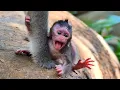 Download Lagu Godd..! Baby Bessie just one day old negligiblee by mom, Cute baby monkey | Baby Fabulous MP3